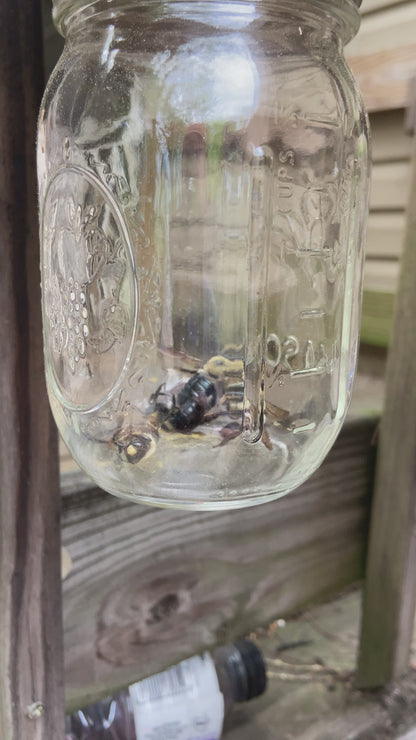 BEST SIMPLE CARPENTER BEE TRAP