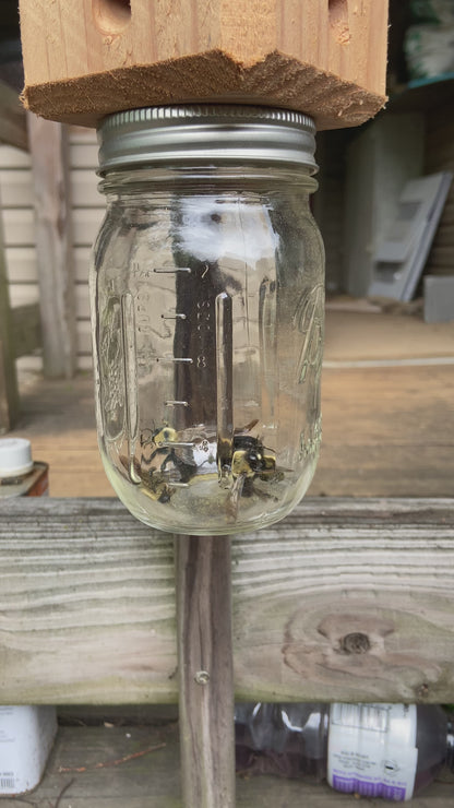 BEST SIMPLE CARPENTER BEE TRAP